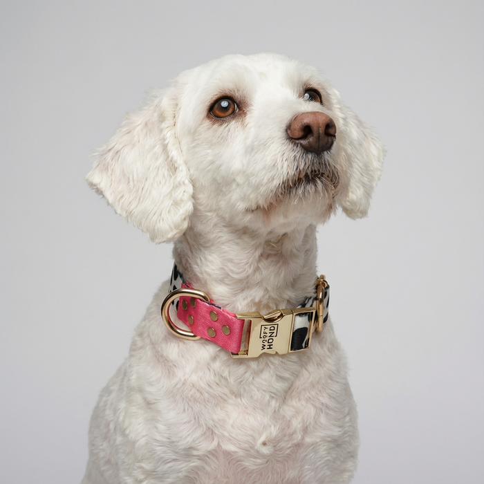 Halsband CandyMix – XS bis L