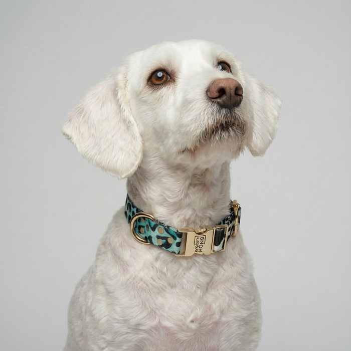 Halsband Aqua Camo – XS bis L