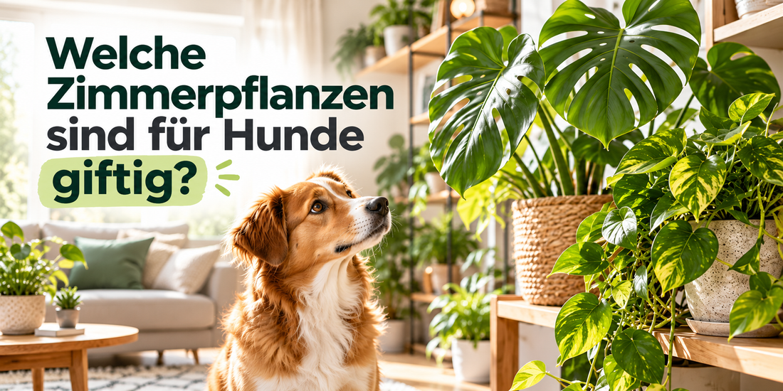 Welche Zimmerpflanzen sind für Hunde giftig? Gefährliche Pflanzen erkennen und vermeiden