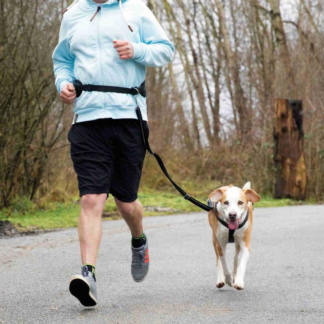 Bauchgurt – mit Leine für mittelgroße und große Hunde, 75-120 cm – Bild 3