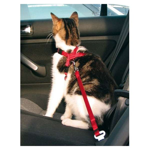 Sicherheitsgurt – für Katzen
