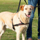 Trainingsgeschirr für Hunde – Lead'n'Walk Soft – Bild 11