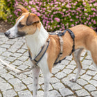 Hundegeschirr – Panik-Adapter Stay für Geschirre – Bild 6