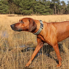 Hundehalsband – EXPLOR Ultimate Fit Comfy Classic – Bild 5