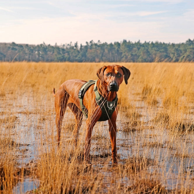 No-Pull-Geschirr für Hunde – EXPLOR Ultimate Fit – Bild 27