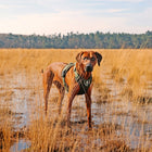 No-Pull-Geschirr für Hunde – EXPLOR Ultimate Fit – Bild 27