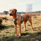 No-Pull-Geschirr für Hunde – EXPLOR Ultimate Fit – Bild 30