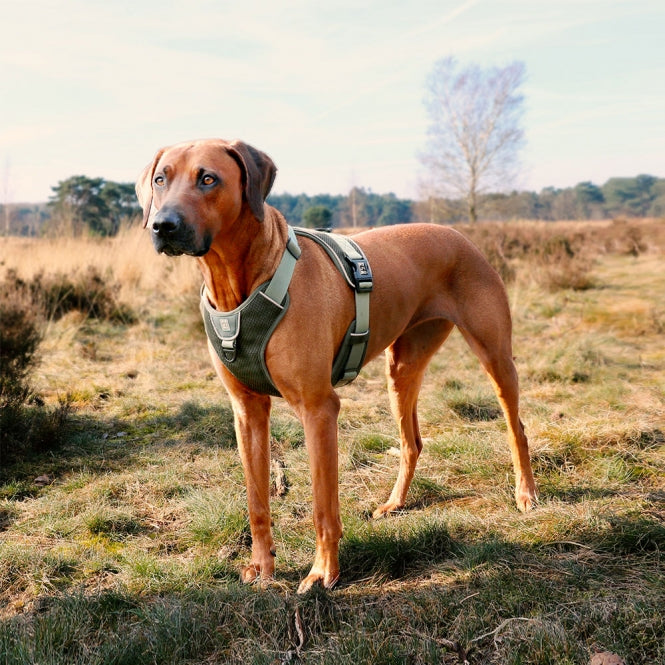 No-Pull-Geschirr für Hunde – EXPLOR Ultimate Fit – Bild 30