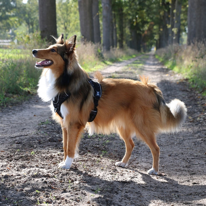 No-Pull-Geschirr für Hunde – EXPLOR Ultimate Fit – Bild 23