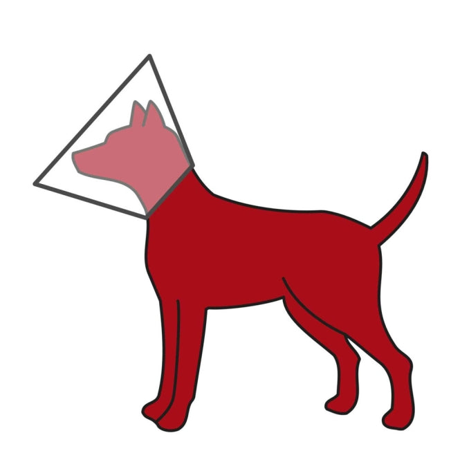 Schutzkragen für Hunde – aus Kunststoff – Bild 3
