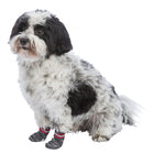 Hundepflege – Hundesocken – Bild 3