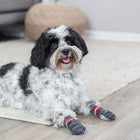 Hundepflege – Hundesocken – Bild 4