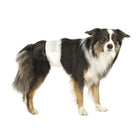 Hundewindel – Hundewindeln für Rüden – Bild 2