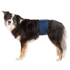 Hundewindel – Windeln für Rüden, waschbar