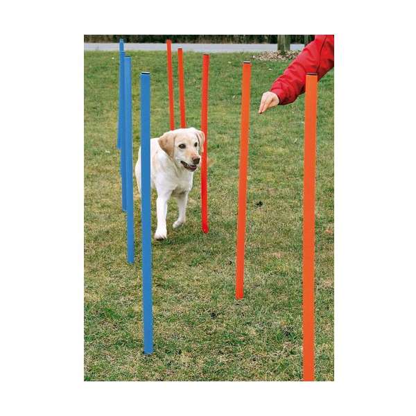 Agility Zubehör für Hunde – Slalom – Bild 2