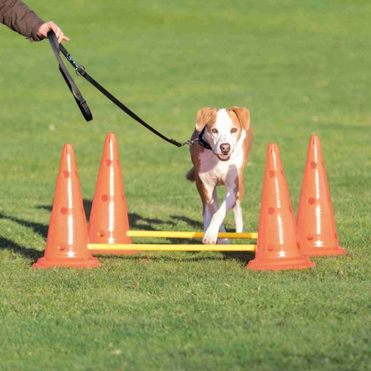 Hundetraining Zubehör – Pylonen-Hindernis 2er ø 30 × 50 cm/100 cm