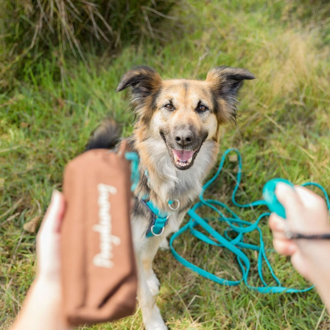 Preydummy für Hunde –  – Bild 2