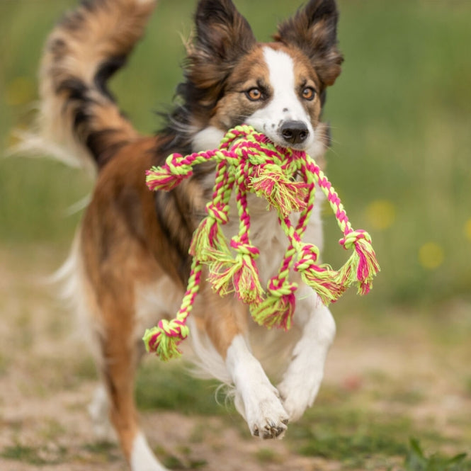 Tau-Spielzeug für Hunde –  – Bild 4