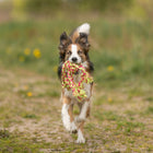 Tau-Spielzeug für Hunde –  – Bild 3