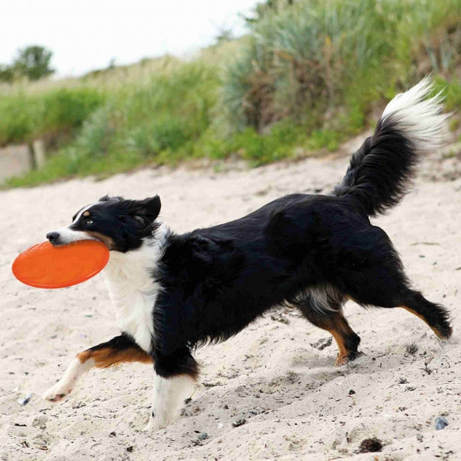 Hundefrisbee – TPR Dog Disc, schwimmfähig – Bild 4