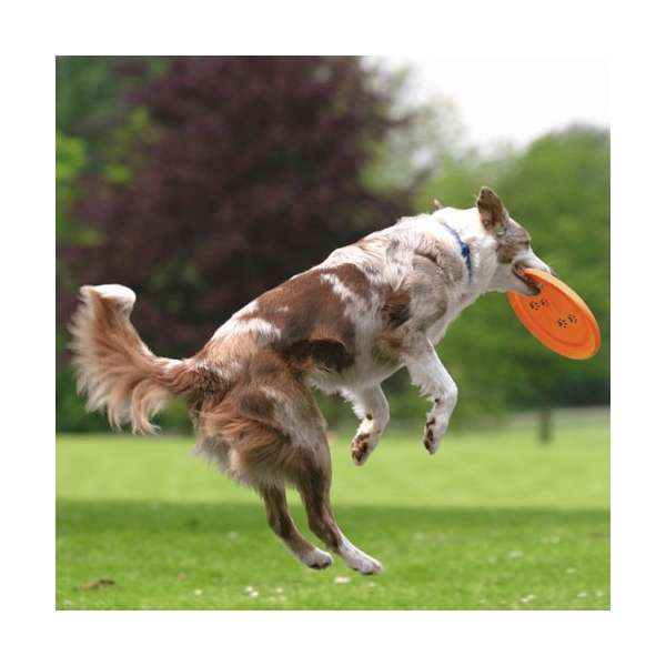 Hundefrisbee – Dog Disc bissfest, 23 cm – Bild 4