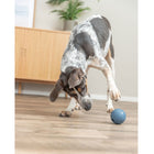 Naturgummi-Snackball für Hunde – Labyrinth-Snacky – Bild 7