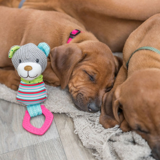 Beißring für Hunde – Junior Bär mit – Bild 3