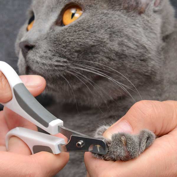 Katzenbürste – Catit Bürsten-Set für Kurzhaarkatzen – Bild 5