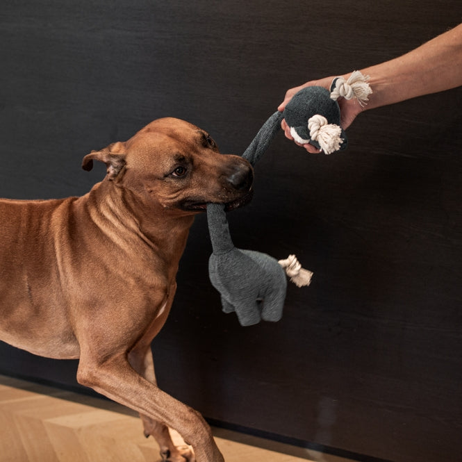 Plüschspielzeug für Hunde – Chenille George, blau – Bild 6