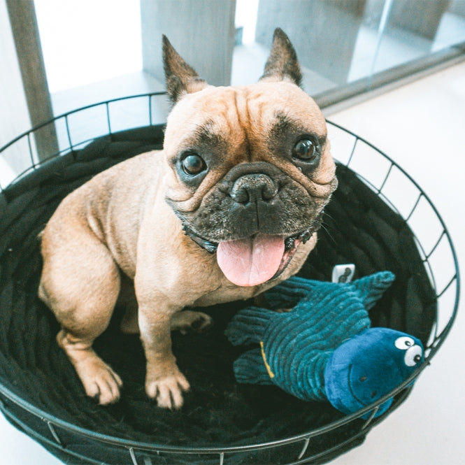 Drahtkorb für Hunde – Ferry – Bild 2