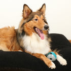 Hundeball – Luca, lagoon – Bild 3