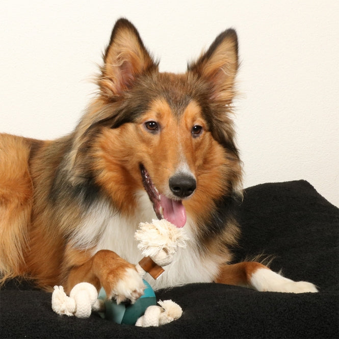Wurfspielzeug für Hunde – Levi, lagoon – Bild 3