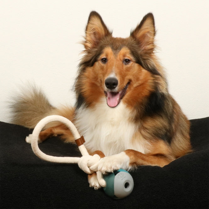 Wurfspielzeug für Hunde – Nora, lagoon – Bild 3