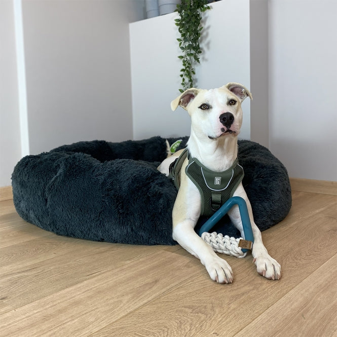 Kauspielzeug für Hunde – Milan, lagoon – Bild 4