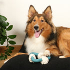 Wurfspielzeug für Hunde – Milou, lagoon – Bild 3