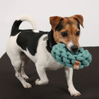 Baumwollring für Hunde – Ben – Bild 4
