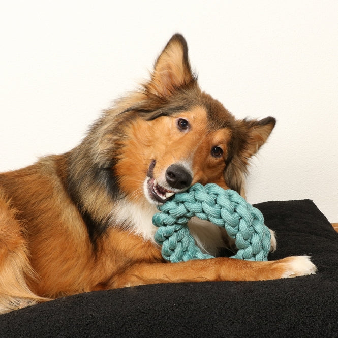 Baumwollring für Hunde – Ben – Bild 5