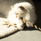 Spielangel für Katzen – Cooper, schwarz/beige – Bild 5