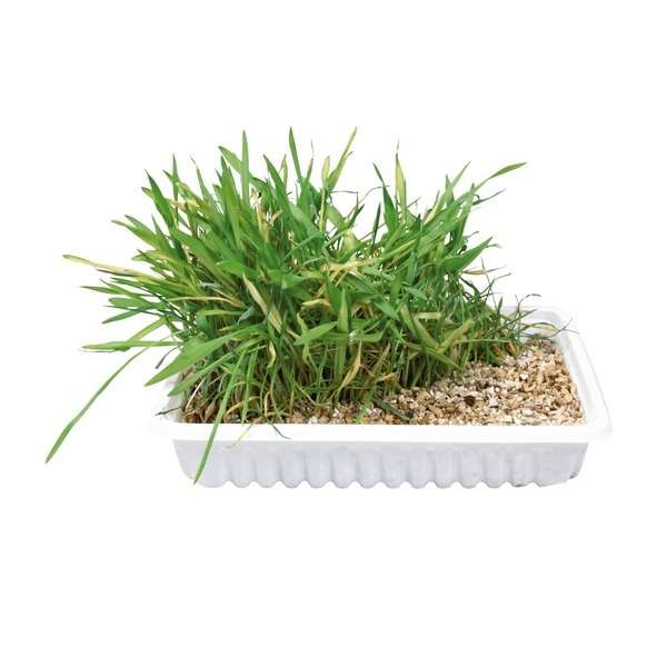 Ergänzungsfutter für Katzen – Katzengras-Schale, ca. 100 g