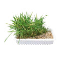 Ergänzungsfutter für Katzen Katzengras-Schale, ca. 100 g | Trixie