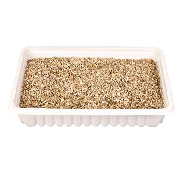 Ergänzungsfutter für Katzen – Katzengras-Schale, ca. 100 g – Bild 2
