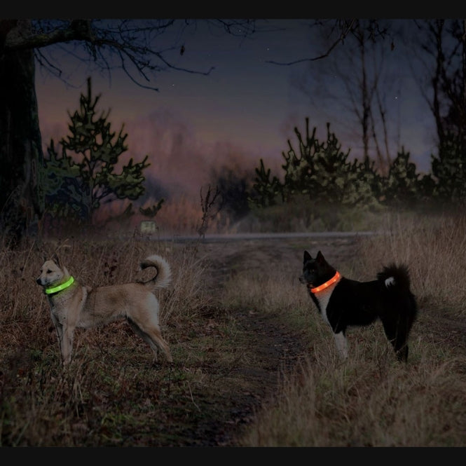 Leuchthalsband für Hunde – Flamingo Visio Light Langhaar LED-Leuchtschlauch – Bild 14