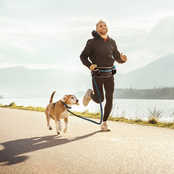 Bauchgurt für Hunde – mit Leine – Bild 3