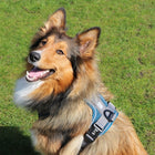 No-Pull-Geschirr für Hunde – EXPLOR Ultimate Fit – Bild 5