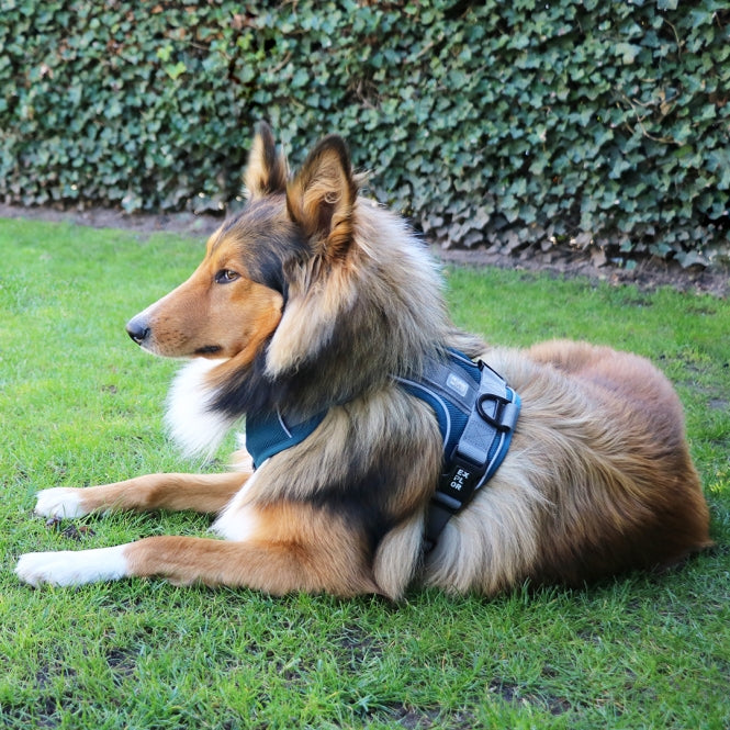 No-Pull-Geschirr für Hunde – EXPLOR Ultimate Fit – Bild 6