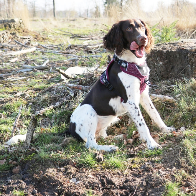 No-Pull-Geschirr für Hunde – EXPLOR Ultimate Fit – Bild 10