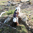 No-Pull-Geschirr für Hunde – EXPLOR Ultimate Fit – Bild 11