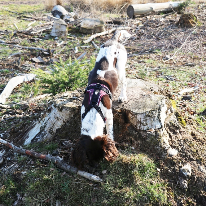 No-Pull-Geschirr für Hunde – EXPLOR Ultimate Fit – Bild 11