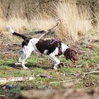 No-Pull-Geschirr für Hunde – EXPLOR Ultimate Fit – Bild 12