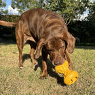 Futterspielzeug für Hunde – Griplay Sanduhr – Bild 6